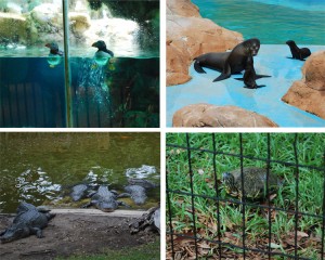 Some of the animal friends we met at SeaWorld.