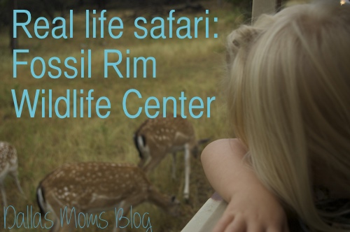 Real life safari at Fossil Rim Wildlife Center