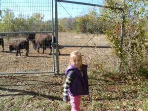 feeding bison