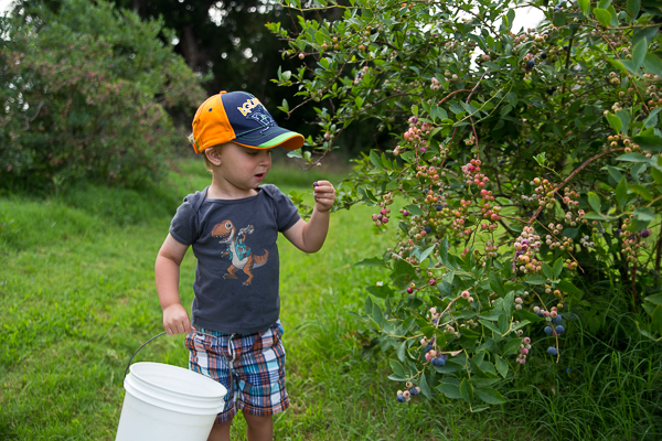 Blueberry Farm-10