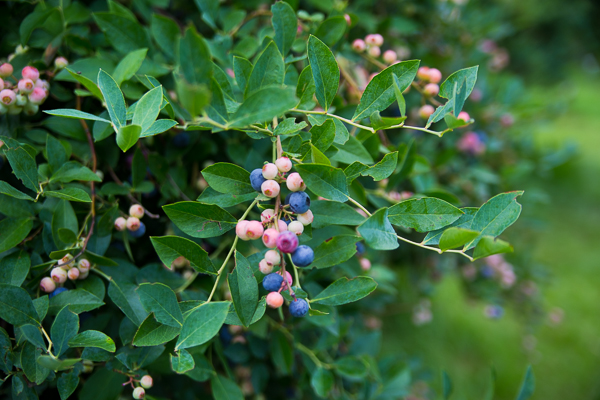 Blueberry Farm-30-2