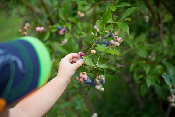 Blueberry Farm-4