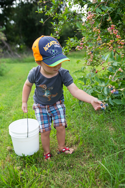 Blueberry Farm-6