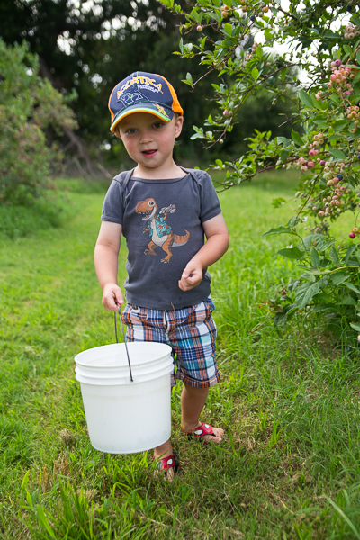 Blueberry Farm-7