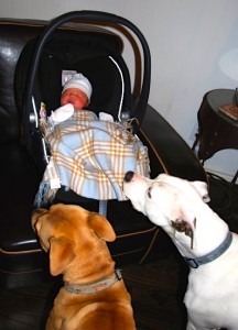 baby and Pitt Bulls 