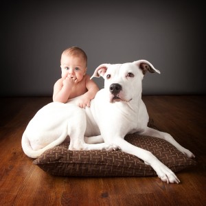 baby and Pit Bull