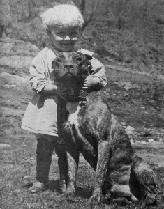 pit bull and child, nanny dog 