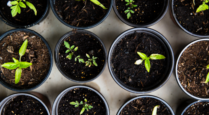 tips for gardening with kids