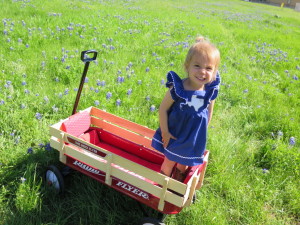 bluebonnet photos dallas