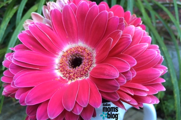 magenta pink daisies