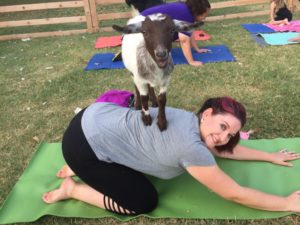 goat yoga