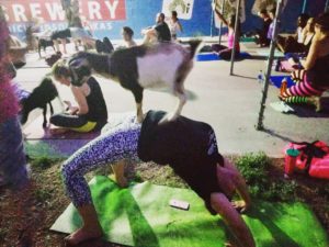 goat yoga