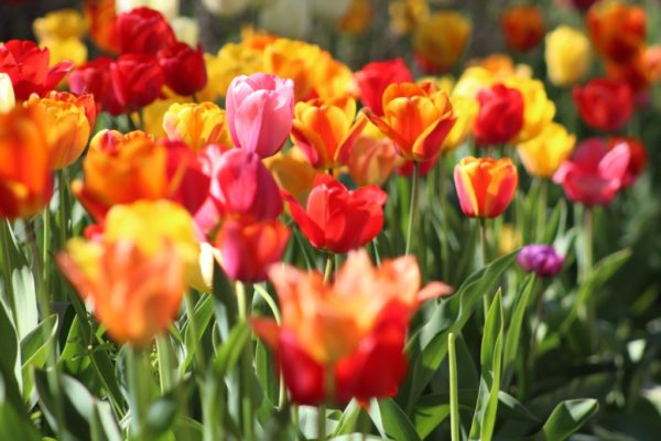 spring tulips