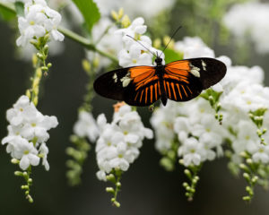 Texas Discovery Gardens Spring Break Safari 2018