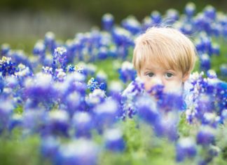 child in bluebonnets Dallas