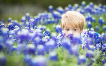 child in bluebonnets Dallas