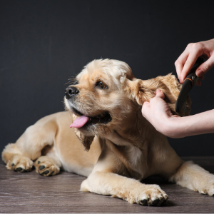 outsourcing mom dallas pet grooming service