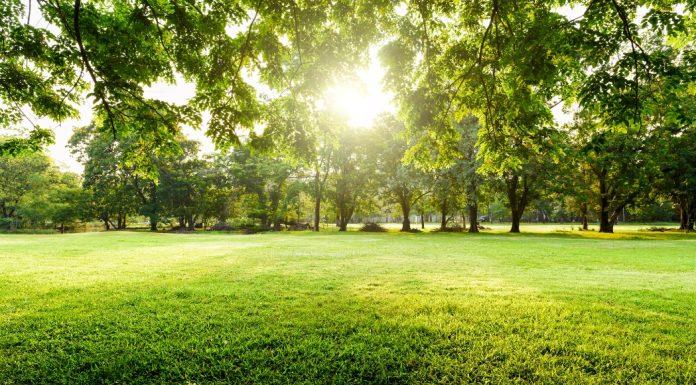 green field surrounded by leafy trees in the sunlinght