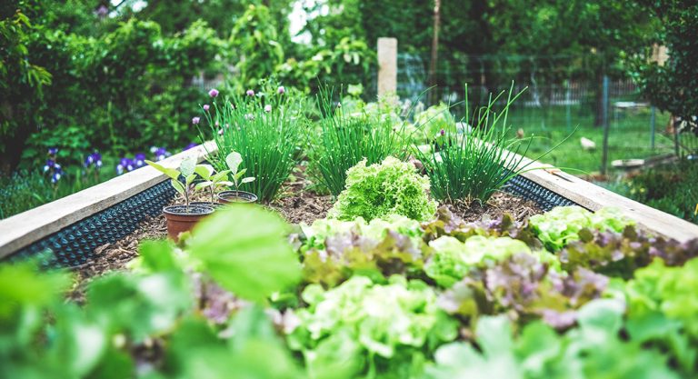 How to Plant a Kitchen Garden in Dallas: Skip the Store & Grow Your Own Produce