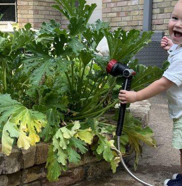 A toddler waters a vegetable garden.