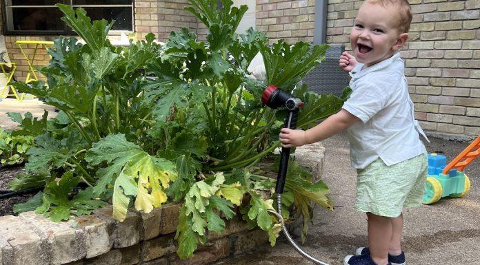 A toddler waters a vegetable garden.