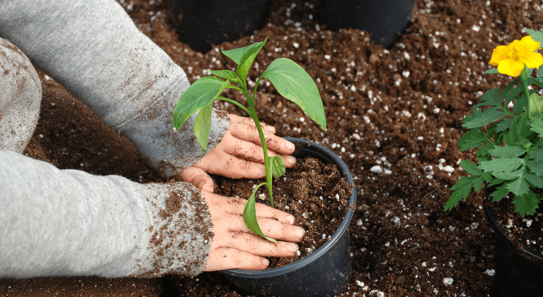 A toddler pushes down dirt as he or she plants a vegetable.