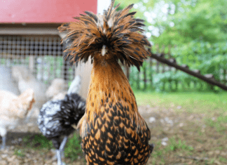 A chicken with a fluffy feather head.