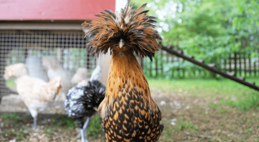 A chicken with a fluffy feather head.