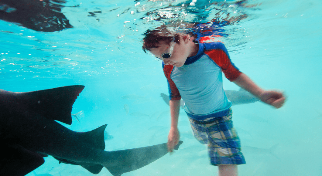 Boy swims with a nurse shark.