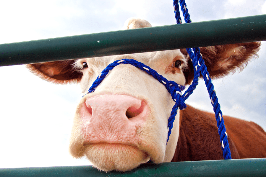 Cow at the state fair of Texas