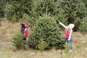 North Carolina Christmas Tree Association